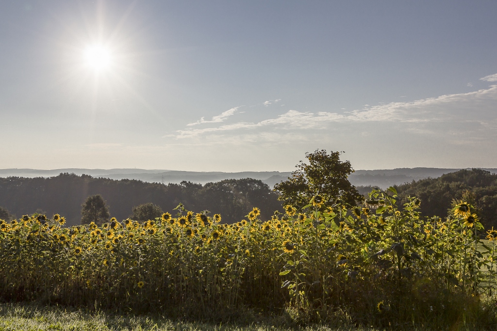 "Sonne und Blumen"