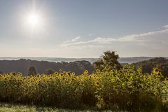 "Sonne und Blumen"