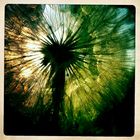 Sonne und eine Pusteblume