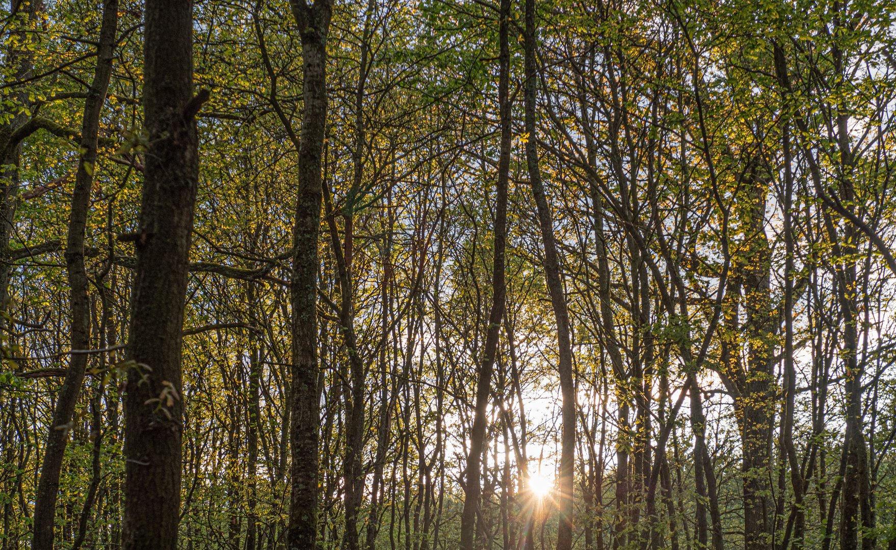 Sonne und Frühlingsgrün