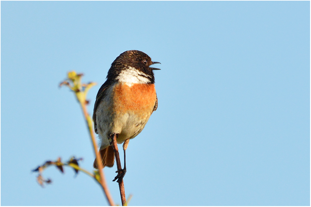 Sonne und Gesang . . .