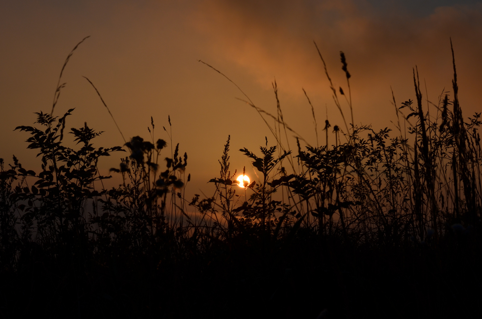 Sonne und Gräser