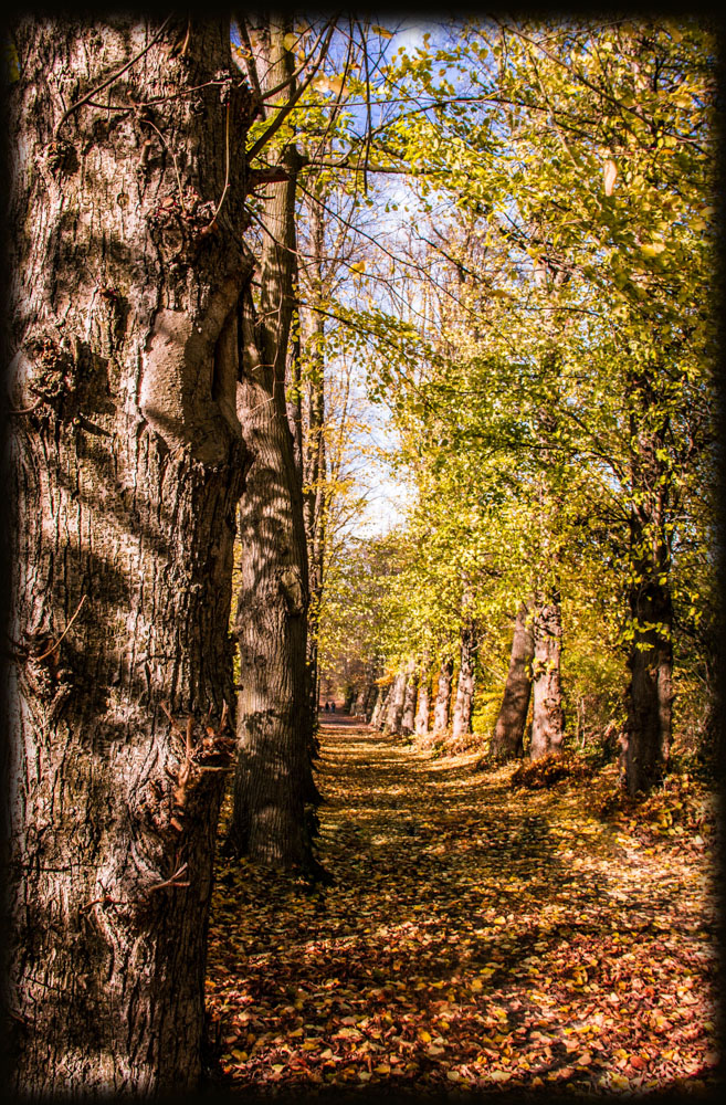 Sonne und Herbstlaub