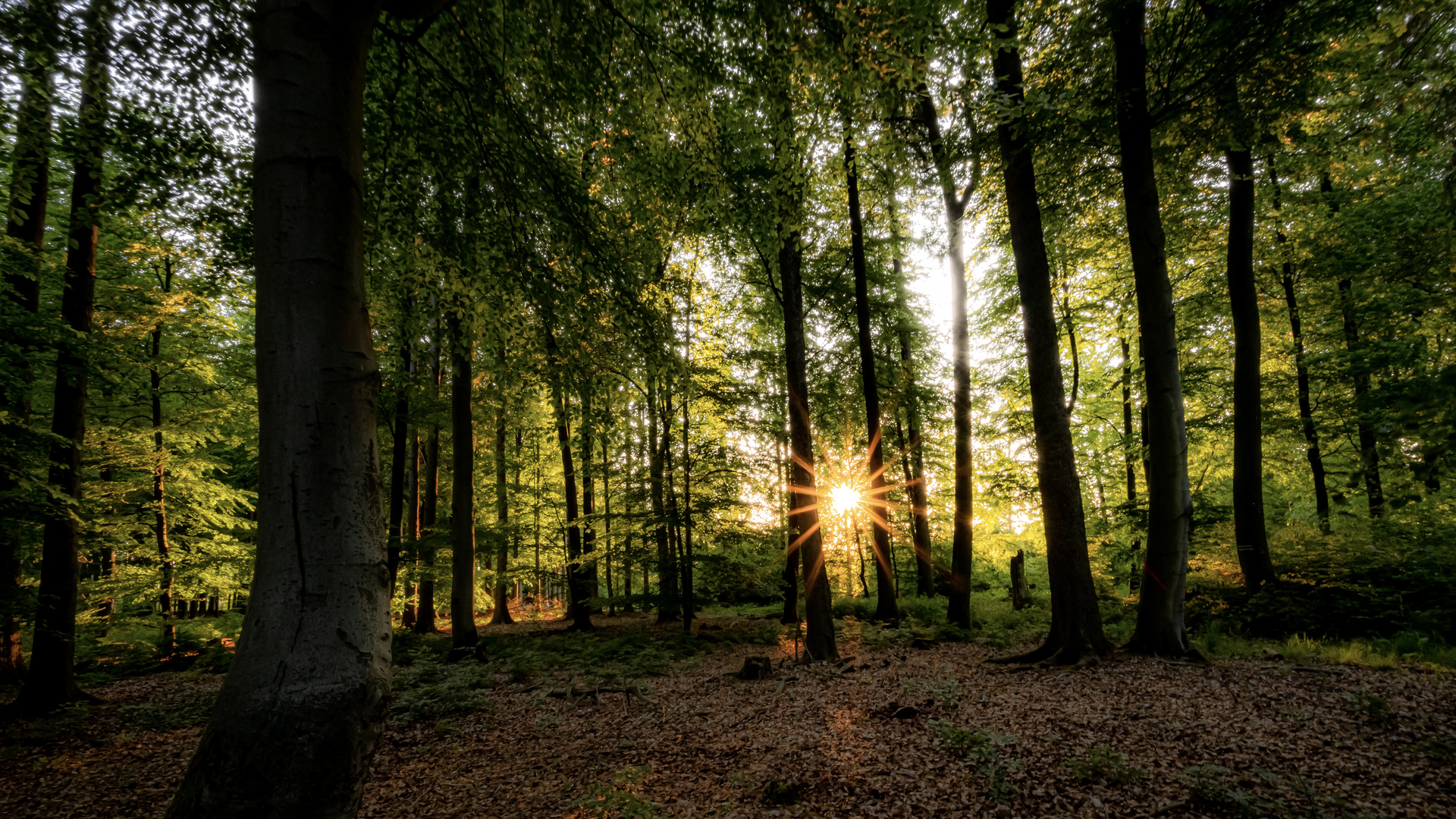 Sonne und Licht