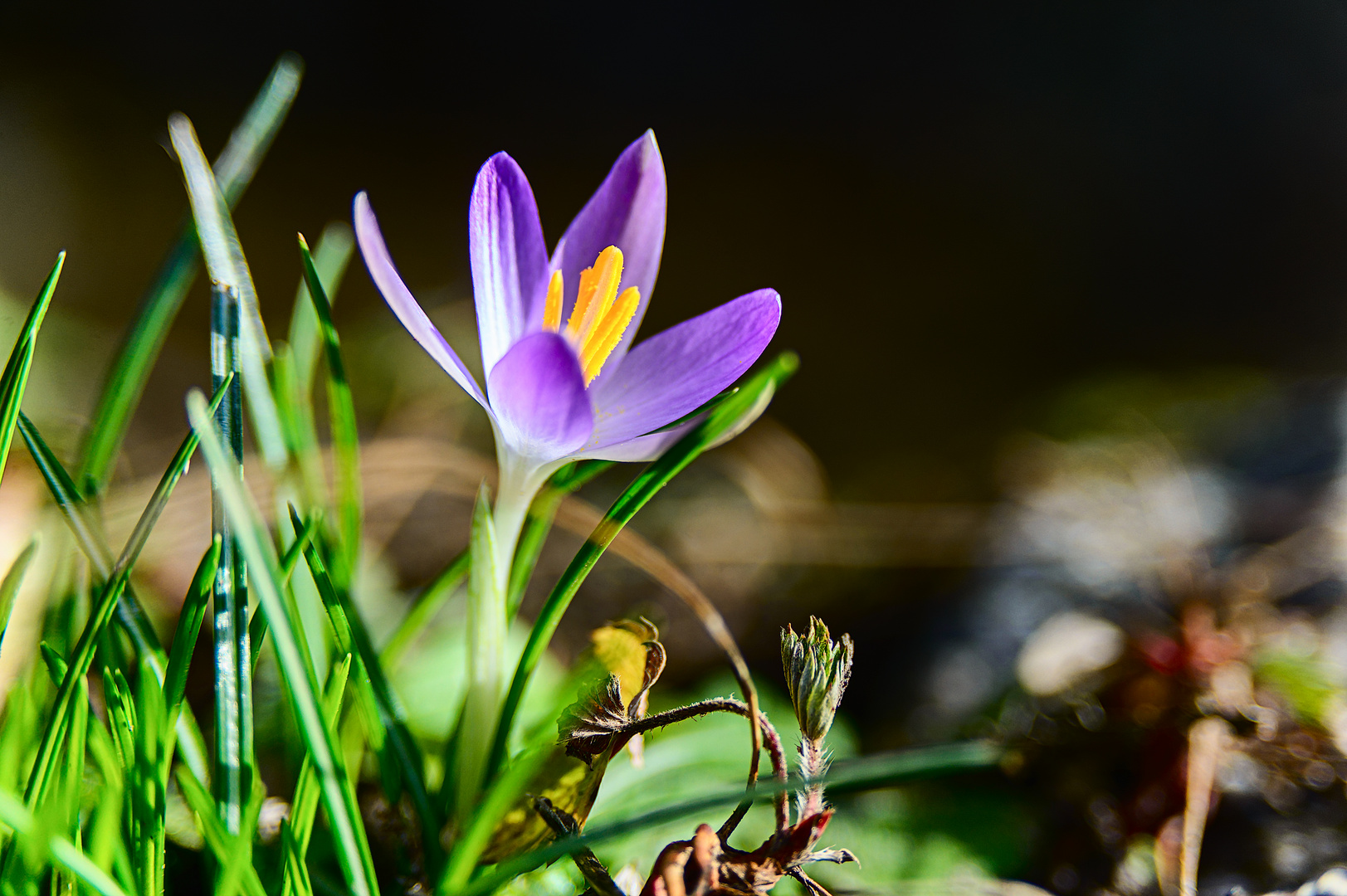 Sonne und Licht sind nun gefragt ...