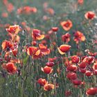 Sonne und Mohn