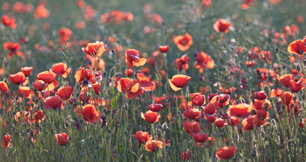 Sonne und Mohn