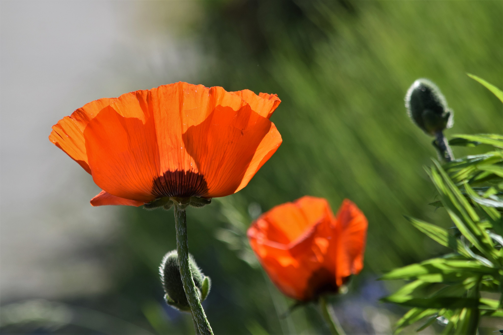 Sonne und Mohn