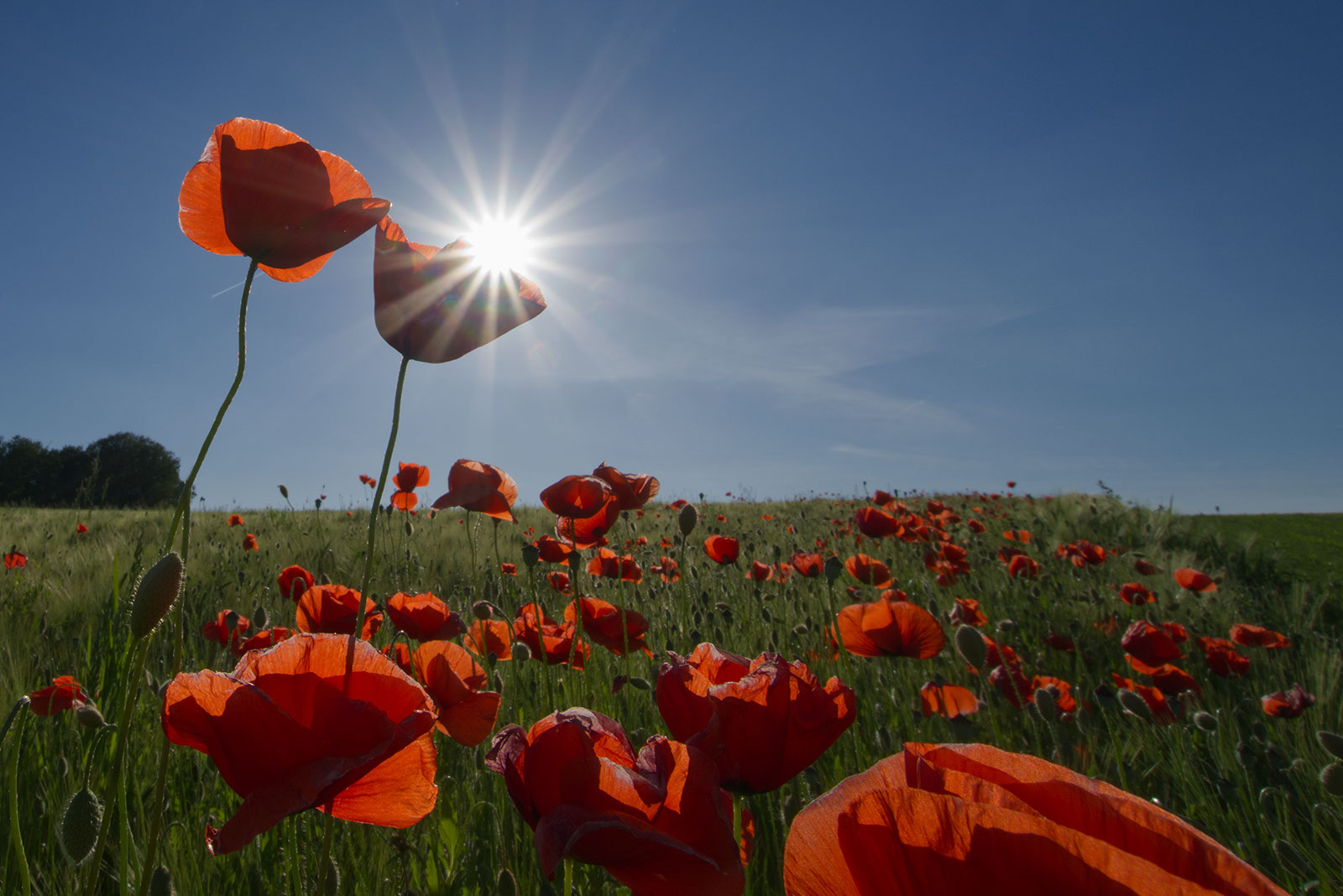 Sonne und Mohn