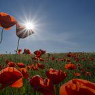 Sonne und Mohn