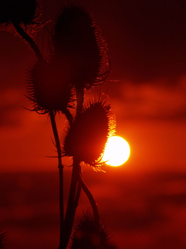 Sonne und Mohn