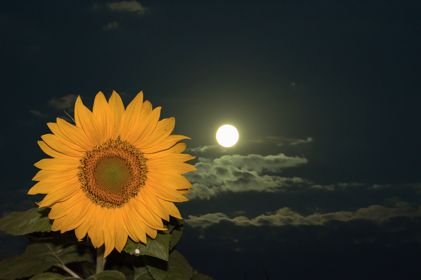 Sonne und Mond Foto & Bild | pflanzen, pilze & flechten, blüten