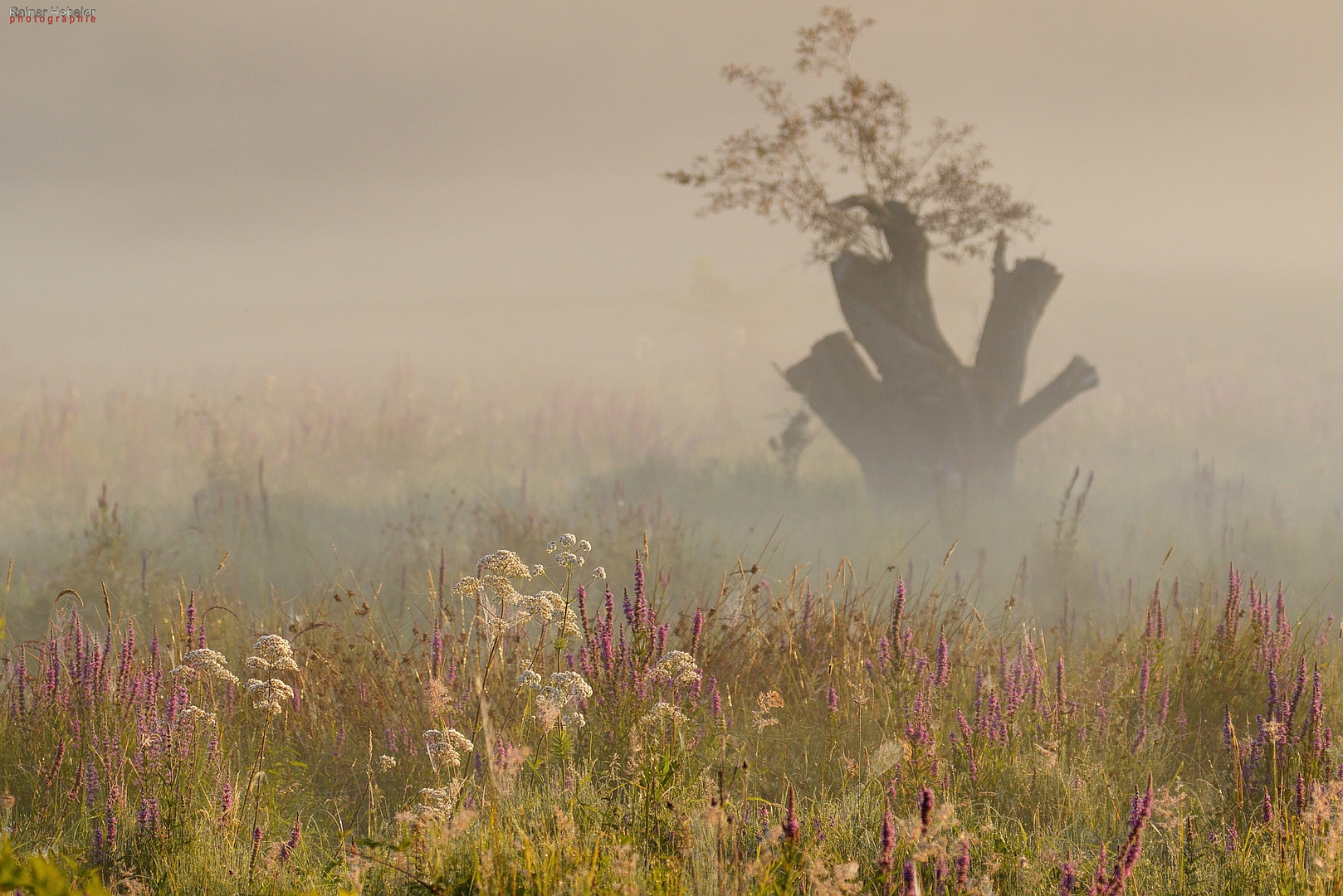 Sonne und Nebel