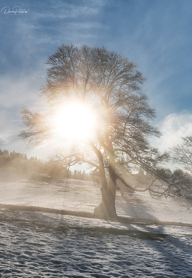 Sonne und Nebel