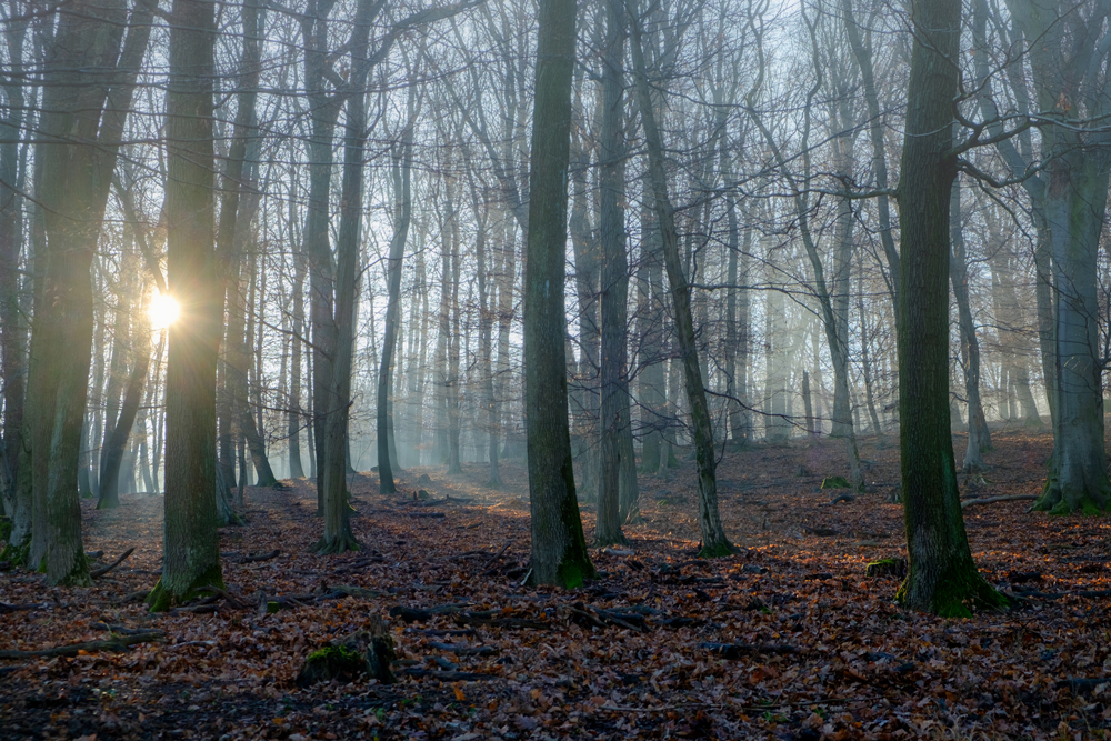 Sonne und Nebel