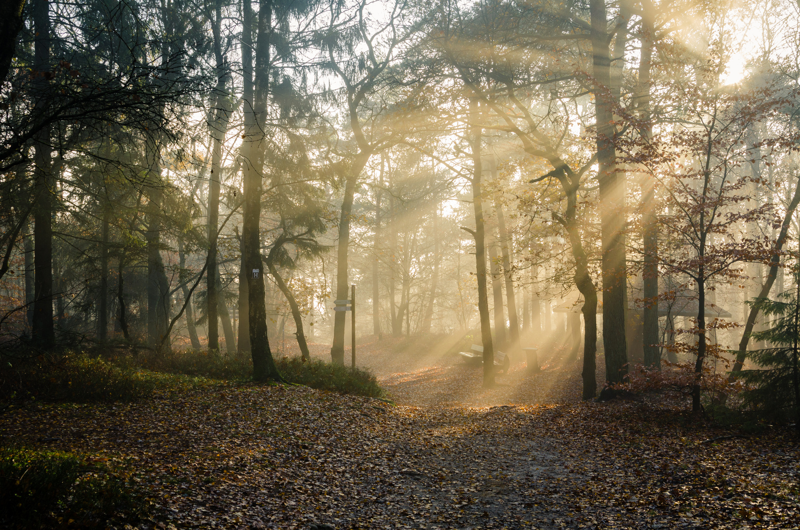 Sonne und Nebel