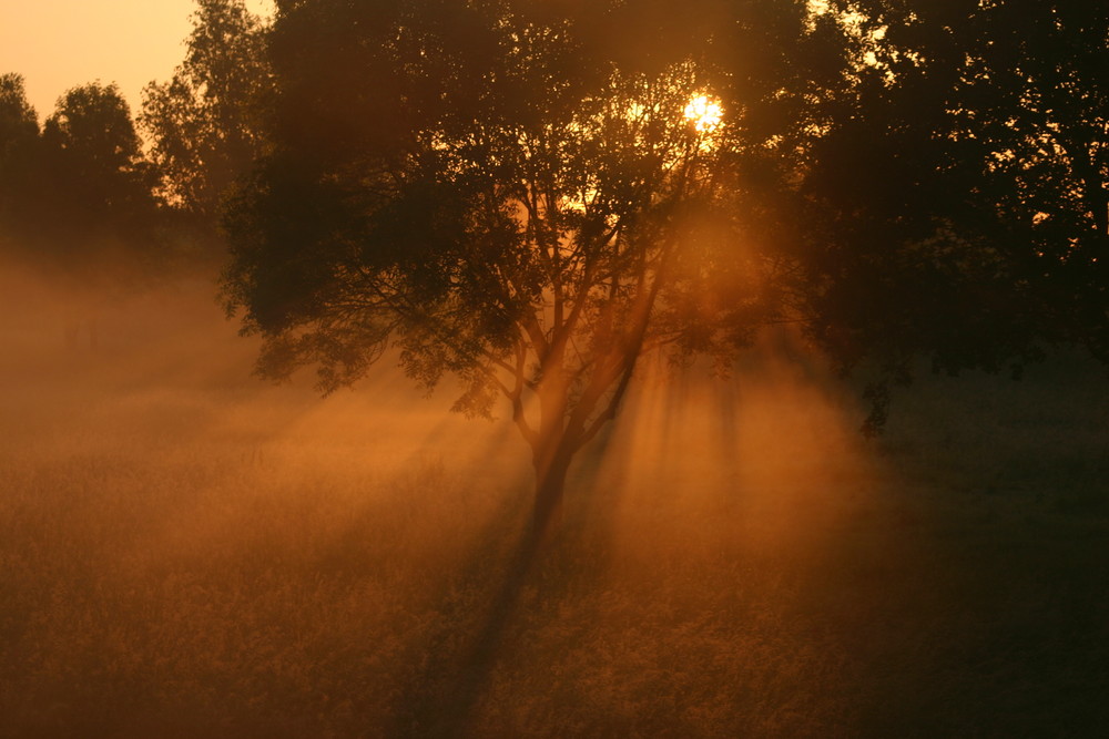 Sonne und Nebel