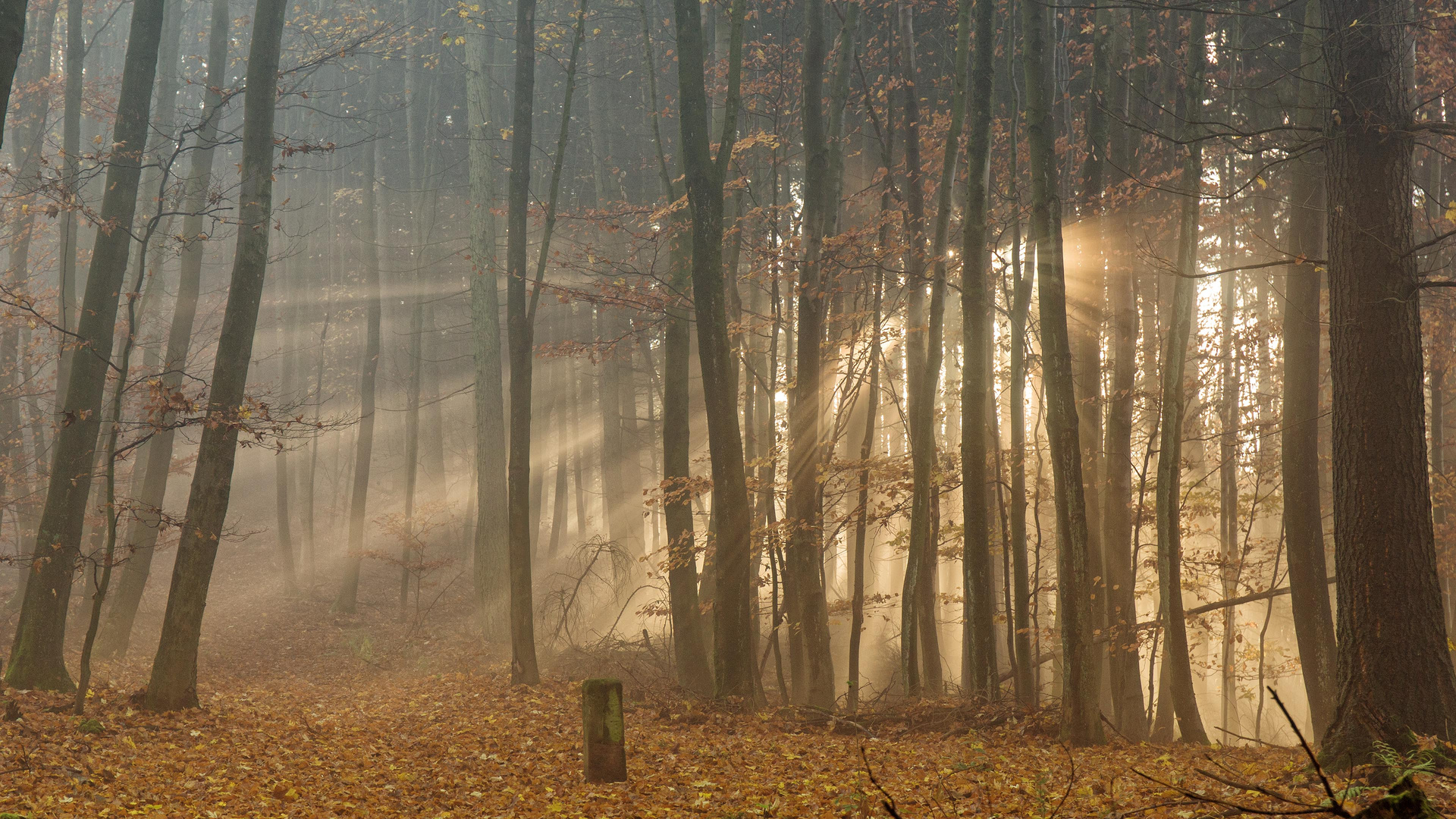 Sonne und Nebel