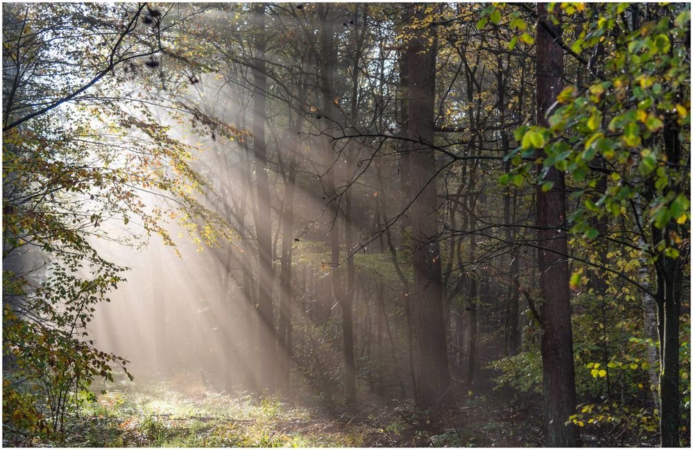 Sonne und Nebel