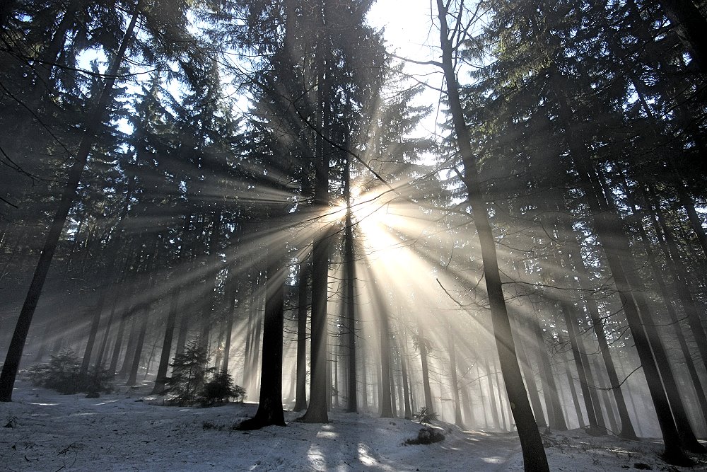 Sonne und Nebel mitten im Wald