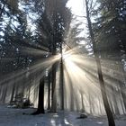 Sonne und Nebel mitten im Wald