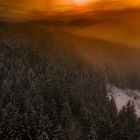 Sonne und Nebel streicheln den Wald