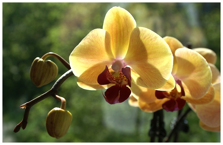 Sonne und Orchideenblüten