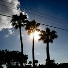 Sonne und Palmen, hallo Florida