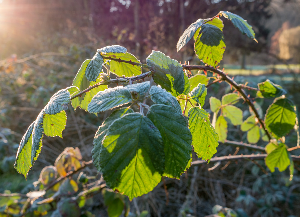 Sonne und Raureif