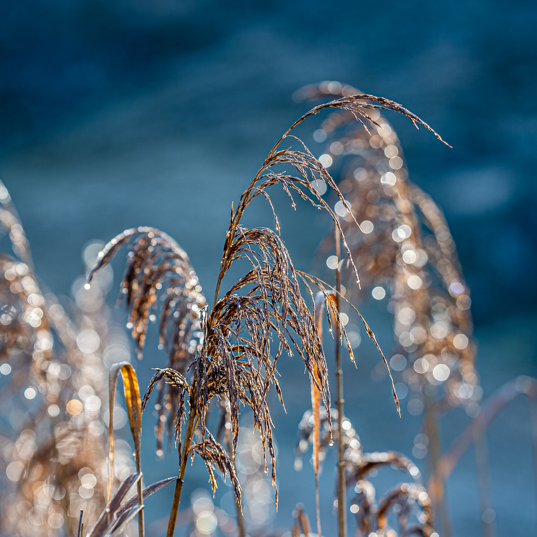 Sonne und Raureif