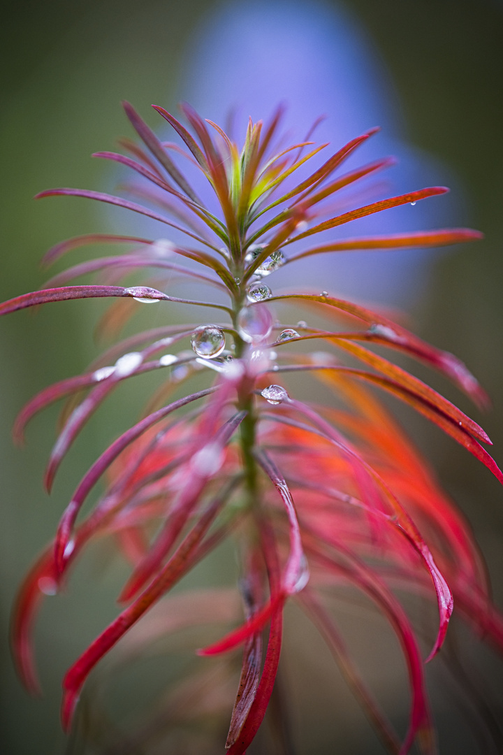 Sonne und Regen 