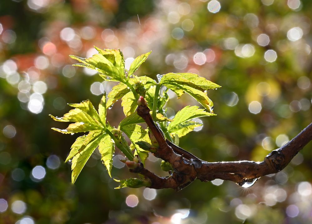 Sonne und Regen