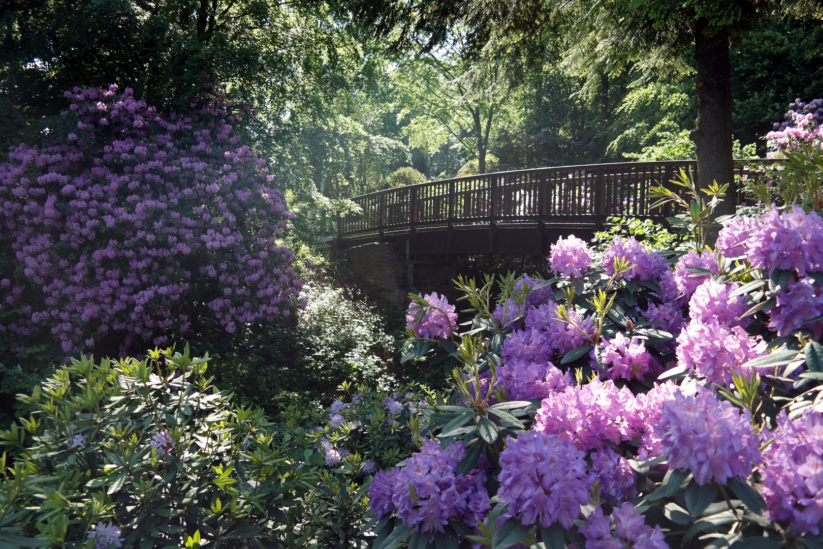 Sonne und Rhododendron