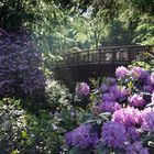 Sonne und Rhododendron