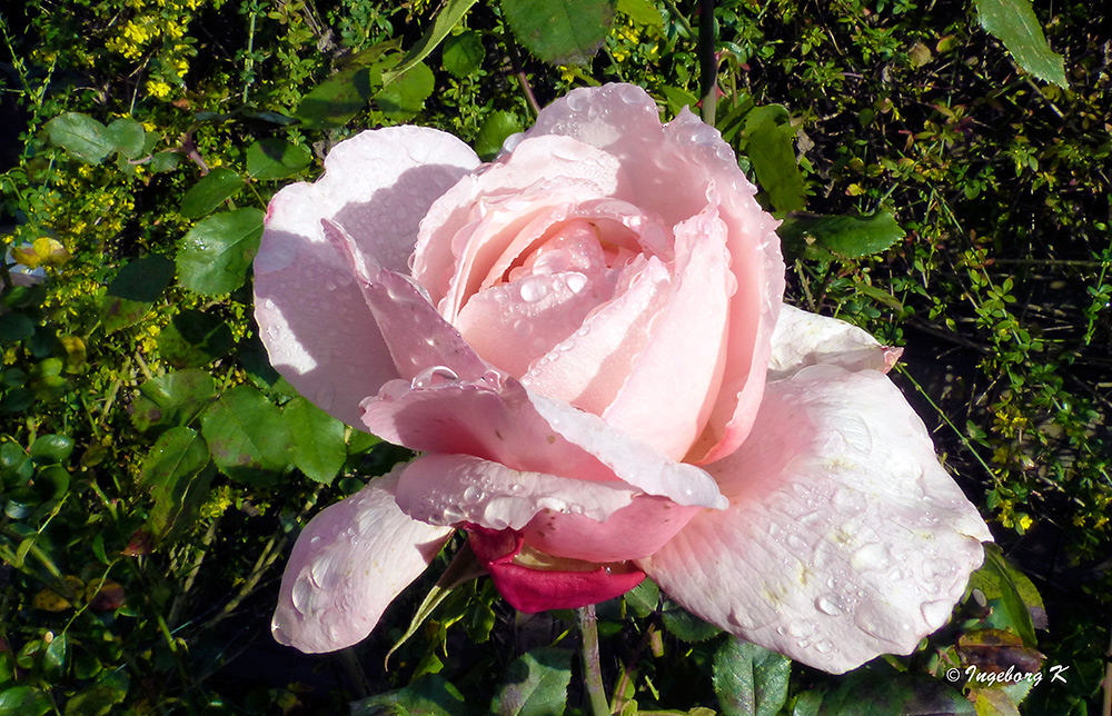 Sonne und Rosen am 13.11.2013