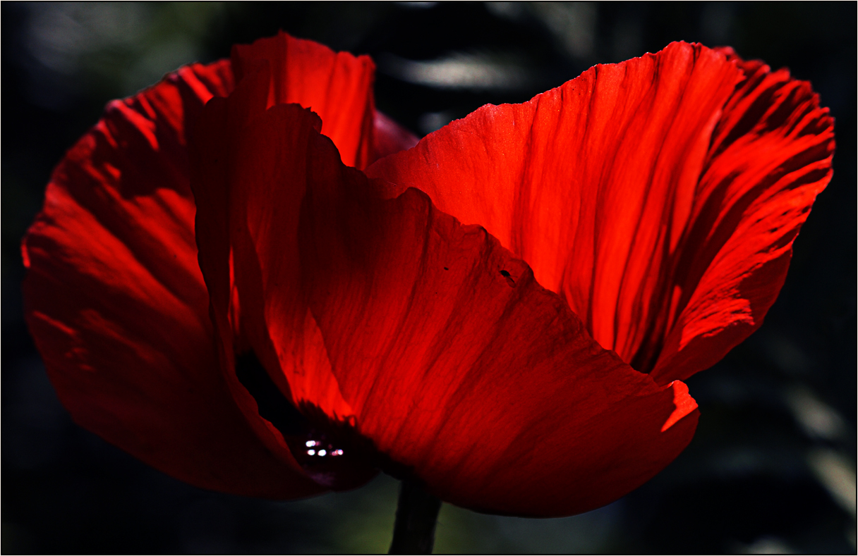 Sonne und roter Mohn