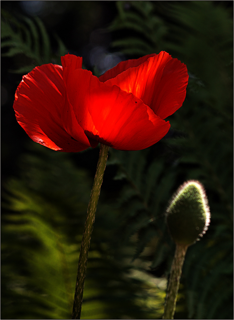 Sonne und roter Mohn II