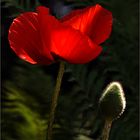 Sonne und roter Mohn II