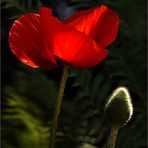 Sonne und roter Mohn II