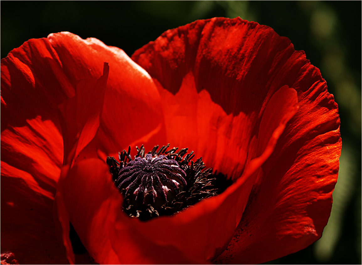 Sonne und roter Mohn III