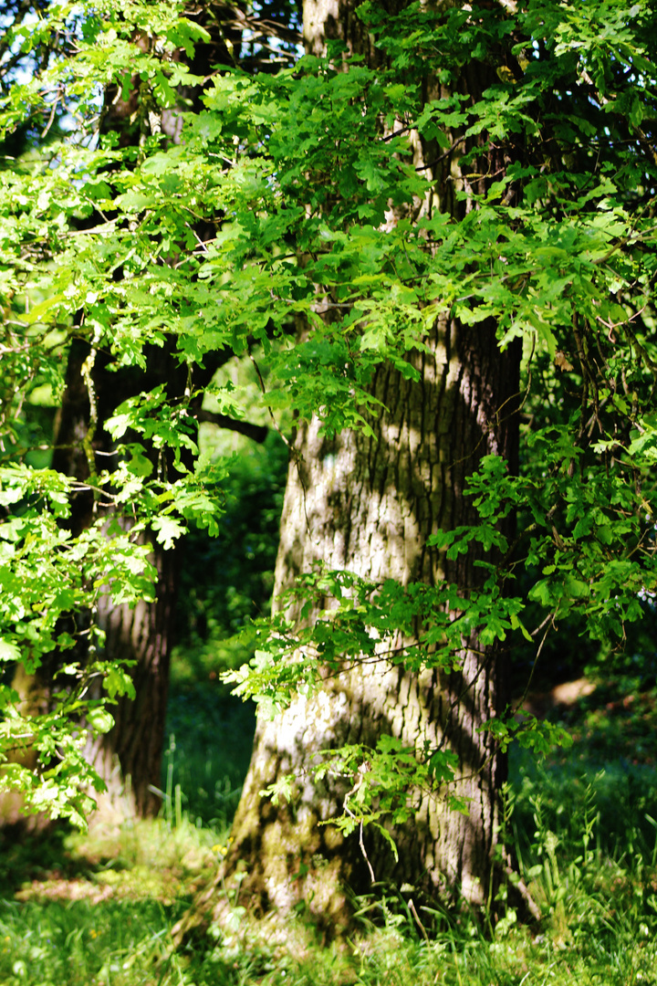 Sonne und Schatten auf den großen Eichen