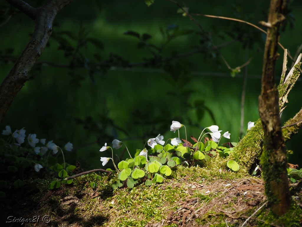 Sonne und Schatten