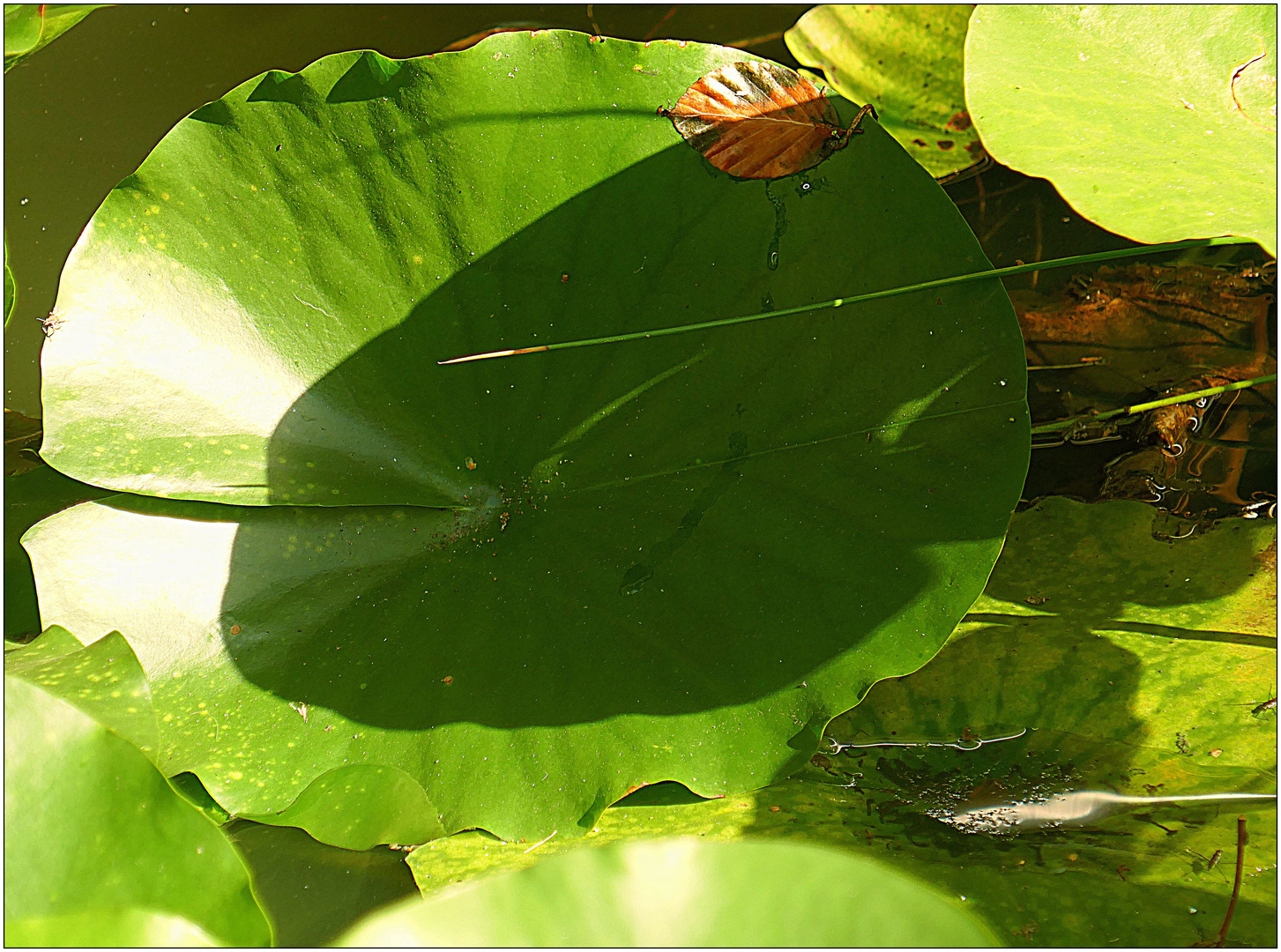 Sonne und Schatten im Seerosenteich