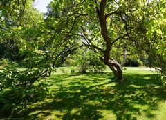 Sonne und Schattenspiel im Schlosspark Sanssouci