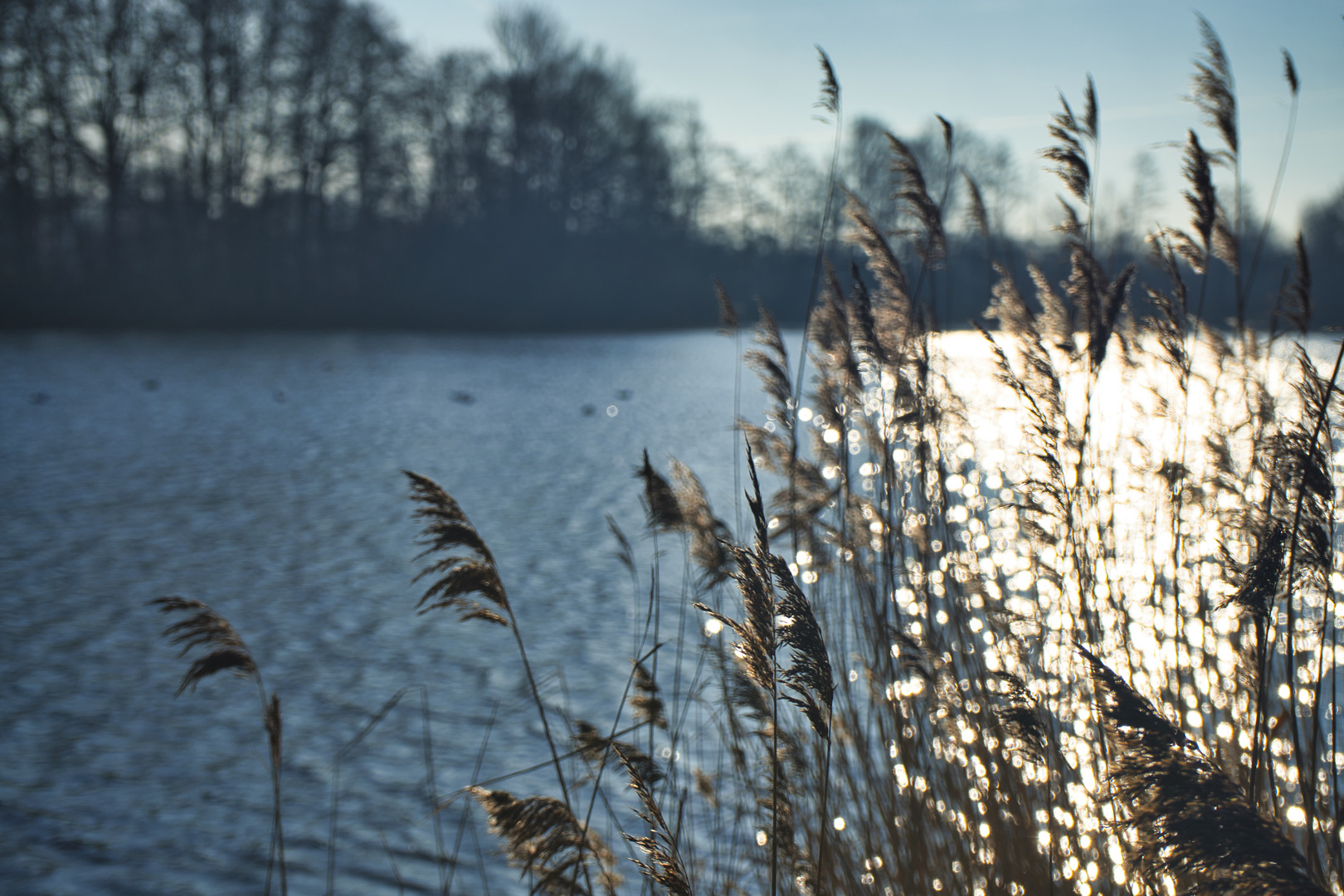 Sonne und Schilf