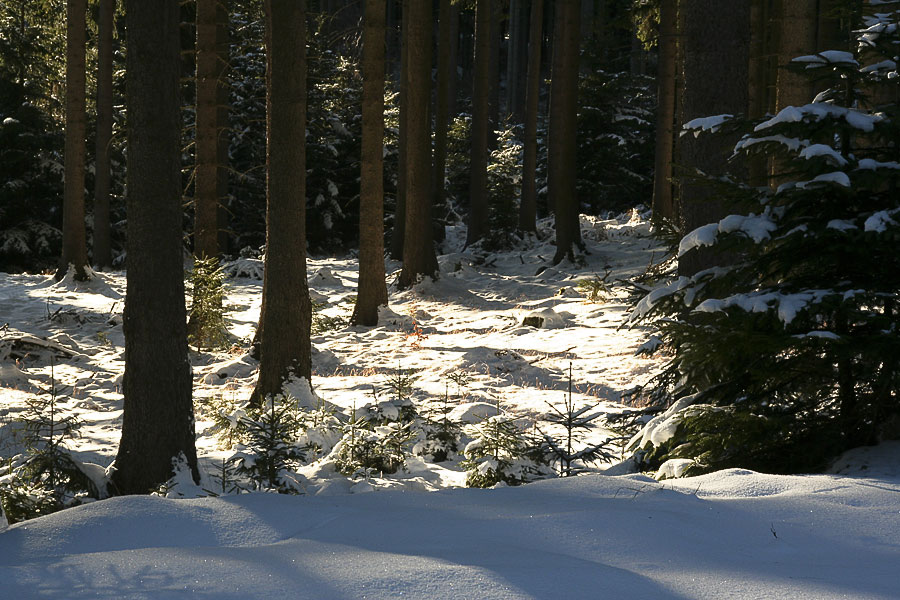 Sonne und Schnee