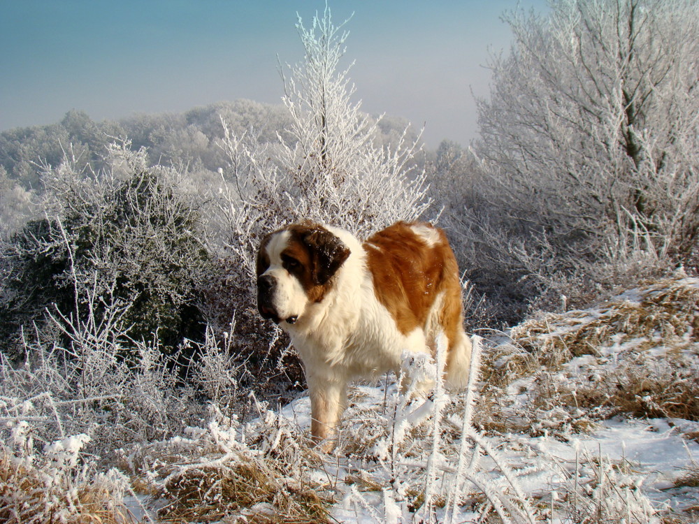 Sonne und Schnee