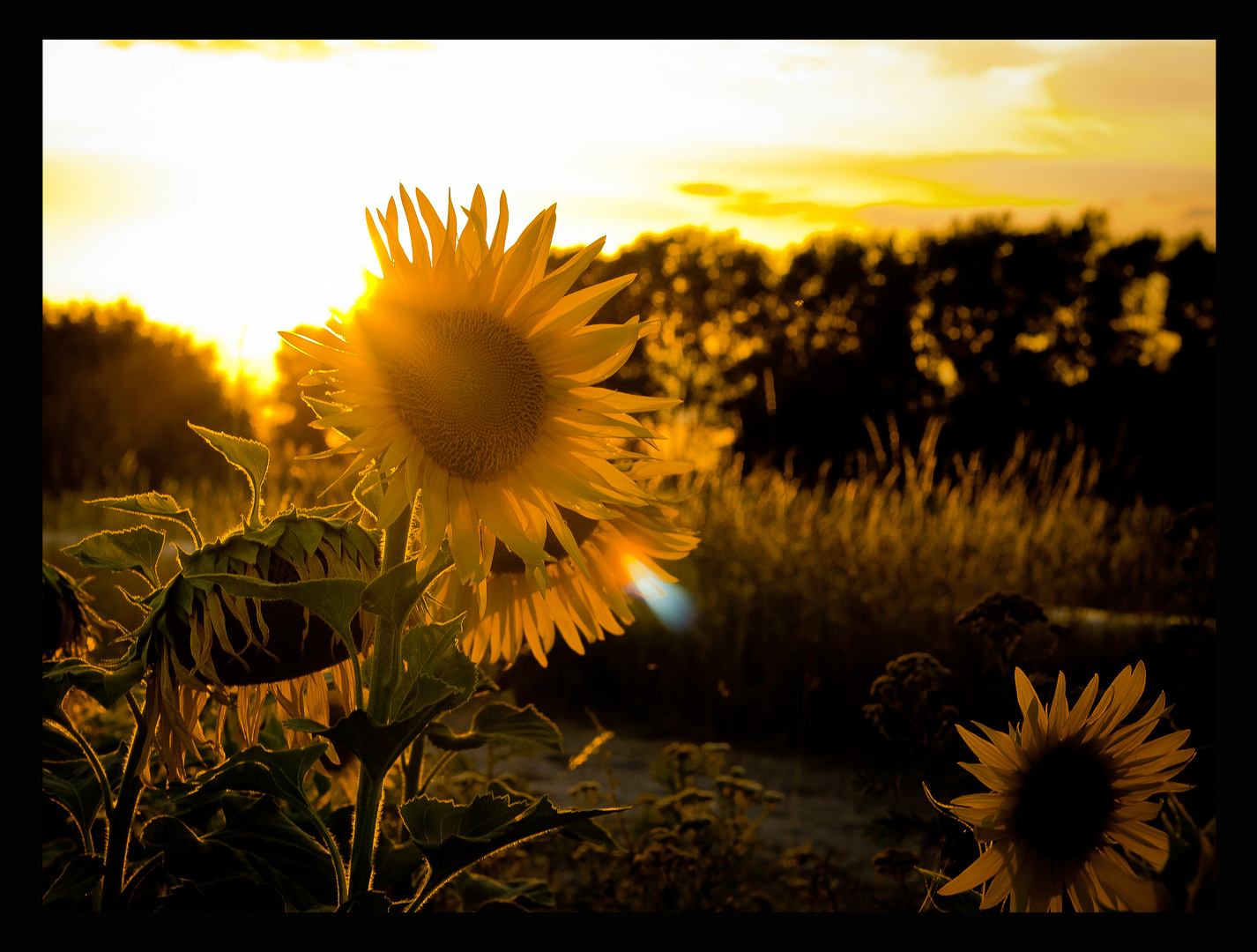 Sonne und Sonne