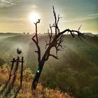 Sonne und trockener Baum 