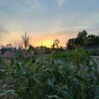 Sonne und Untergang und Mais